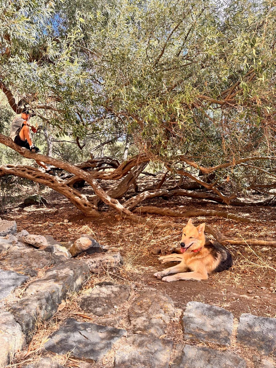 À l'ombre de l'olivier